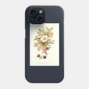 Scotch Rose - Plant-life - Botanical Illustration Phone Case