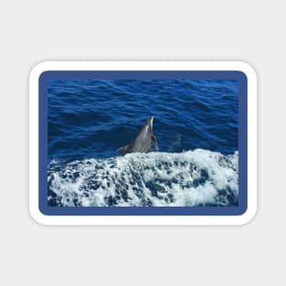 Marine Life, Dolphin, Pacific Ocean, marine life, wildlife, gifts Magnet