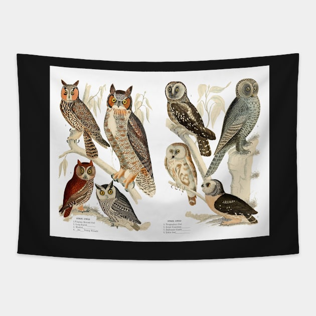 Owl Species - Vintage Print Tapestry by ArtShare