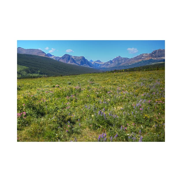 Glacier National Park Wild Flowers by StonePics