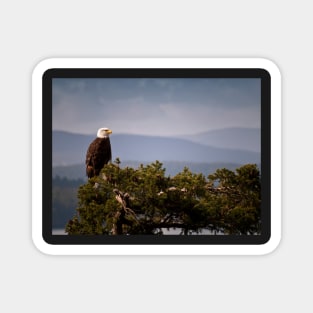 Mature Bald Eagle on Fir Tree Magnet