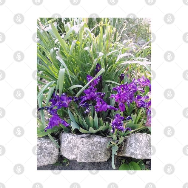 Dwarf Iris by area-design