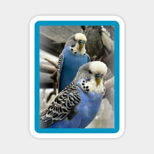 Blue Budgies Magnet