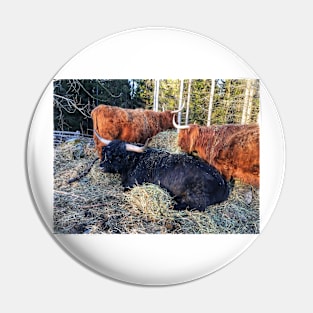 Scottish Highland Cattle Bull and Cows 2327 Pin