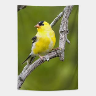 American Goldfinch2 Tapestry