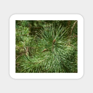 Pine, pine pattern, even as a Christmas motif Magnet