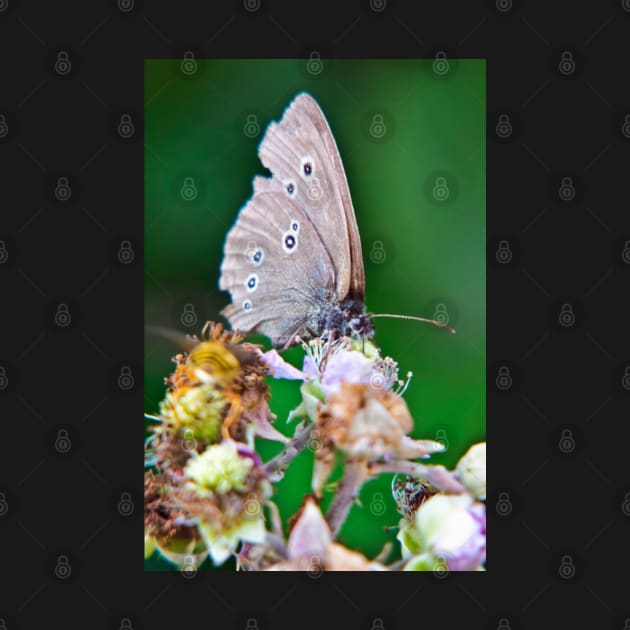 Ringlet Butterfly by InspiraImage