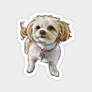 Cute Chi Poo Shi Tzu Sticker Magnet