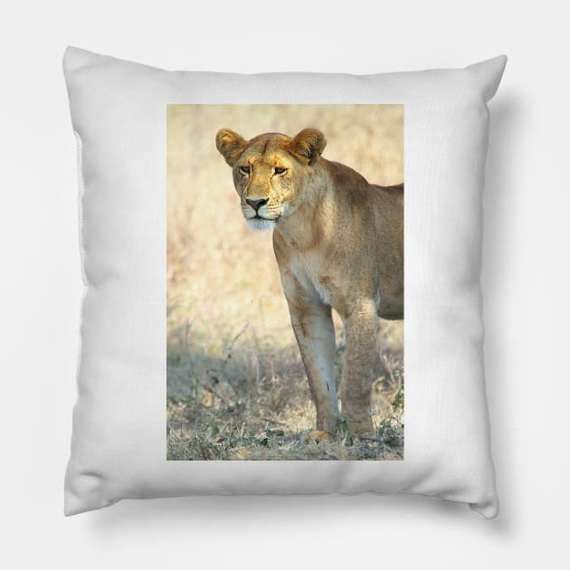 African Lion, Serengeti, Tanzania Pillow by Carole-Anne
