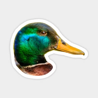 Mallard Drake Magnet