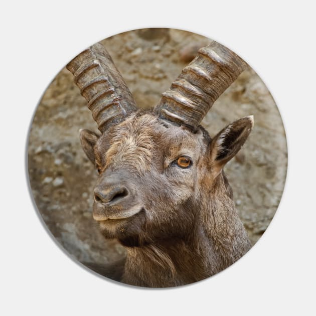 Male Ibex Pin by jaydee1400