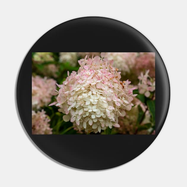 Hydrangea Flower With White & Pink Petals Pin by Harmony-Mind