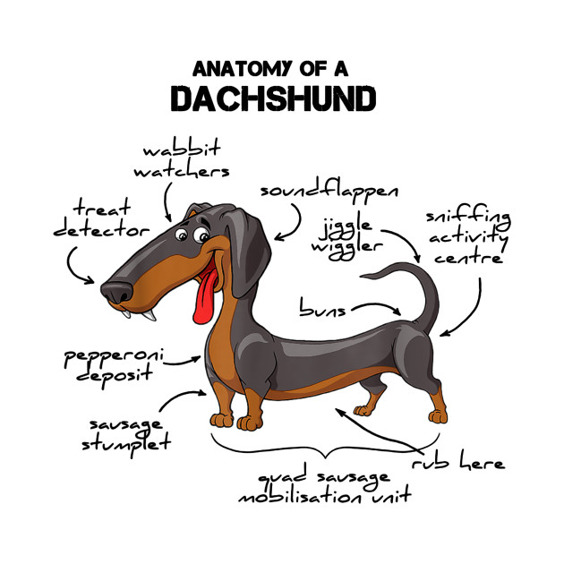 Anatomy Of A Dachshund Dog Dachshund TShirt TeePublic