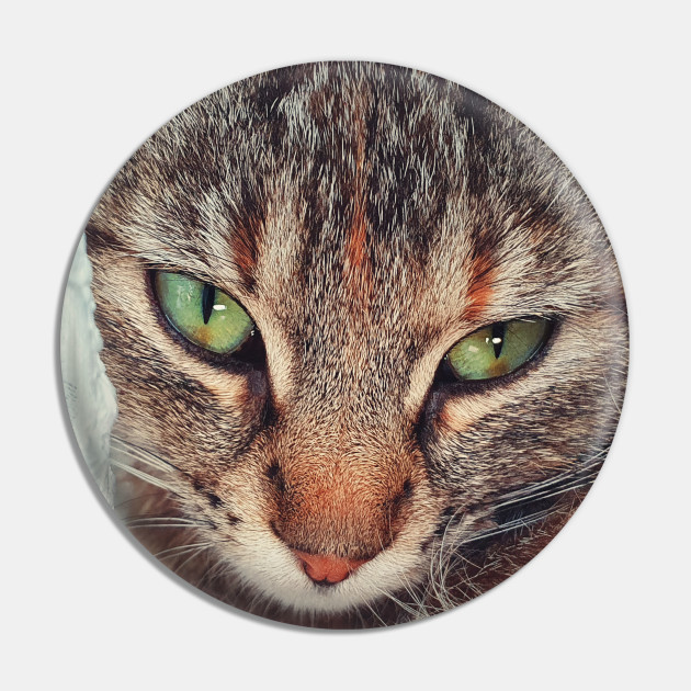 Closeup Cat Face Cat Close Up Pin Teepublic