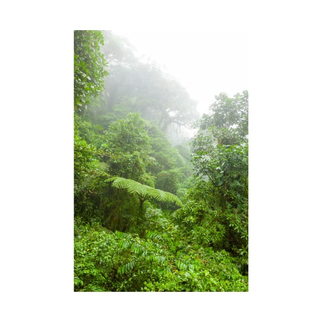 Misty rainforest in Monteverde cloud forest reserve by Juhku