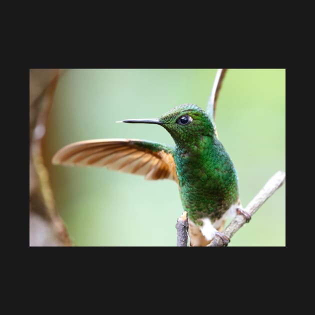 Buff-Tailed Coronet Bird by MinnieWilks