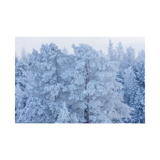 Trees covered in snow by Juhku