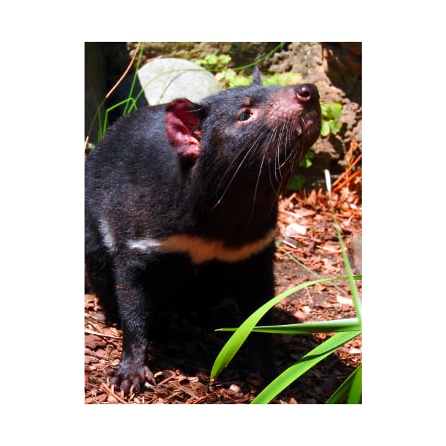 Tasmanian Devil by kirstybush