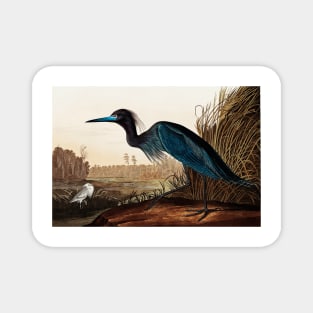 Bird of America  Bird, bird lover, america, beautiful  Public domain painting by John James Audubon Magnet