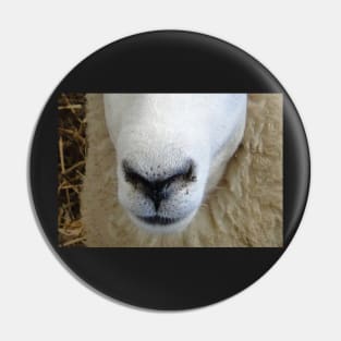 Sheep Snout 3 Pin