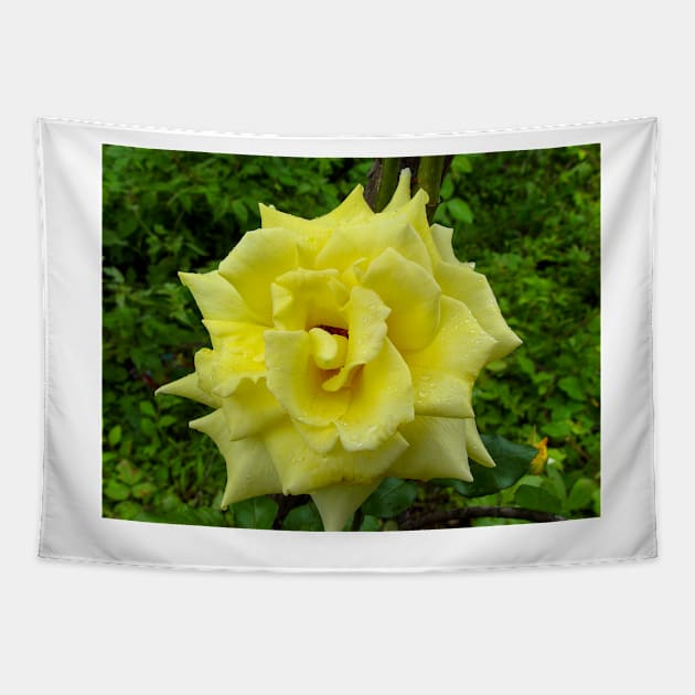 Yellow Rose Wild Tapestry by pcfyi
