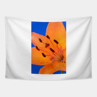 Lilium  &#39;Orange Pixie&#39;  Dwarf Asiatic lily Tapestry