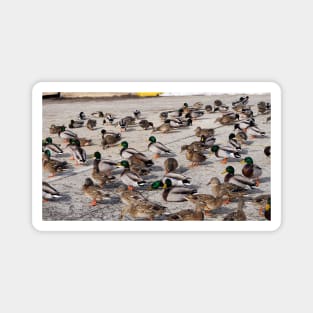 Mallard Duck Flock On The Pavement Magnet