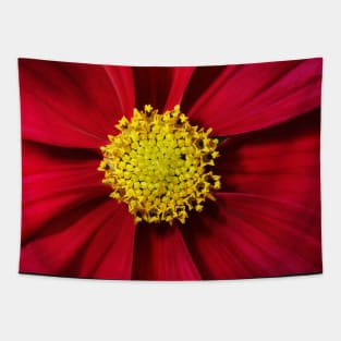 Cosmos in Red Tapestry