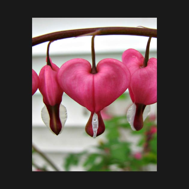 Bleeding Hearts by ARTWORKandBEYOND