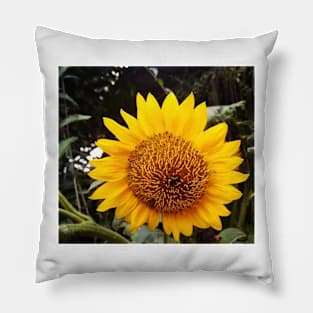 Helianthus Pillow