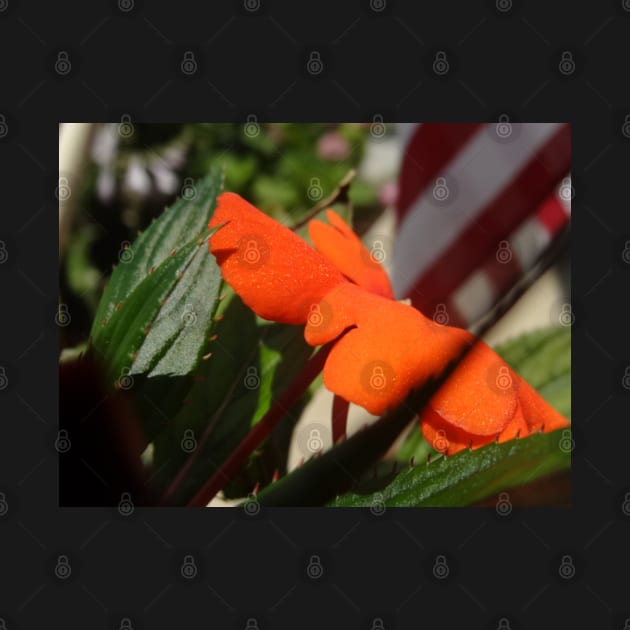 Beautiful photograph of orange flower by Annalisseart24