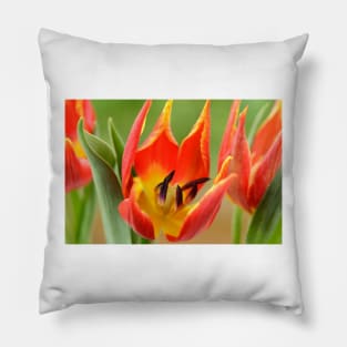 Tulipa schrenkii  Miscellaneous tulip Pillow