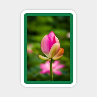 Lotus bud Magnet