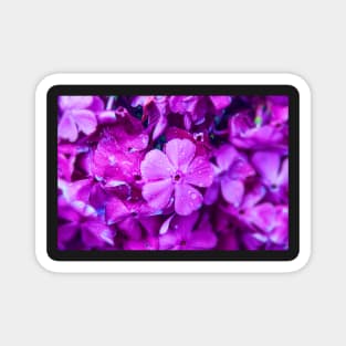 Purple Flower Magnet