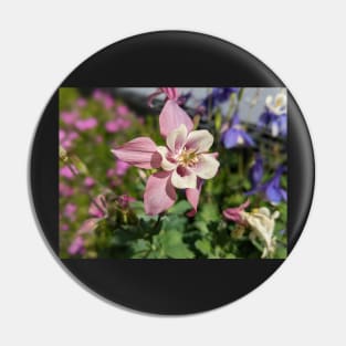 Pink Columbine Pin