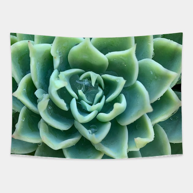 Green Star Succulent with Raindrops Tapestry by Studio Sara Spohr