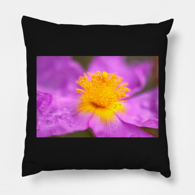 Wild Rose Pillow by jvnimages
