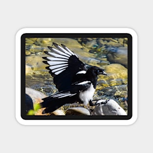 Magpie. Magnet