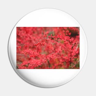Close-up of red barberry in autumn Pin