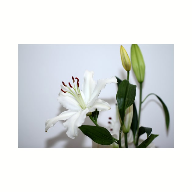 White Lilies with Buds by Carole-Anne