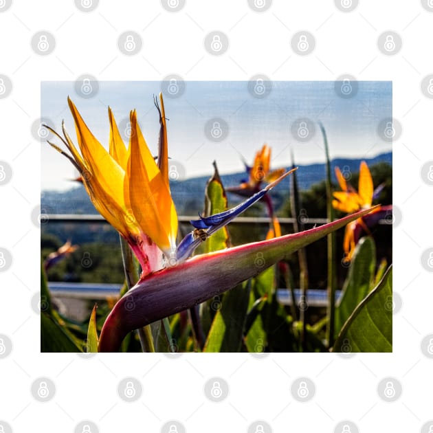 Bird of Paradise Flower On Linen by Robert Alsop