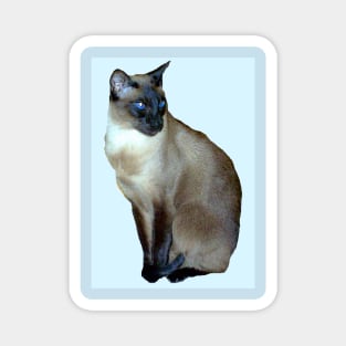 Siamese Cat Jasmine Magnet