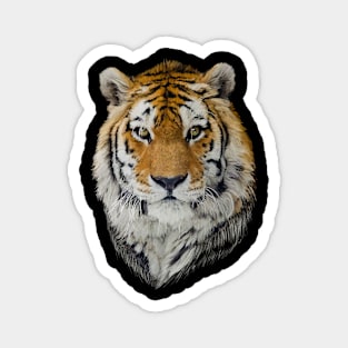 Tiger Magnet