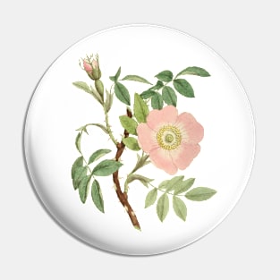 Dog Rose Flower Botanical Illustration Pin