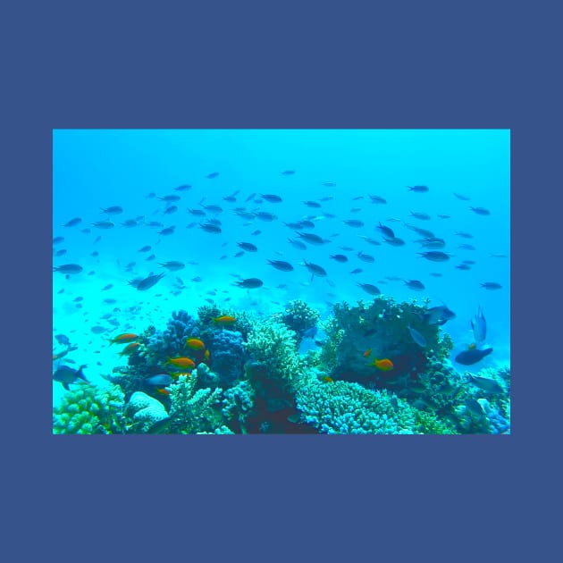 Tropical Fish Swimming Underwater in Blue Ocean by Kate-P-