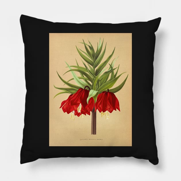 Crown Imperial poster - Fritillaria imperialis Rubra - botanical illustration Pillow by chimakingthings