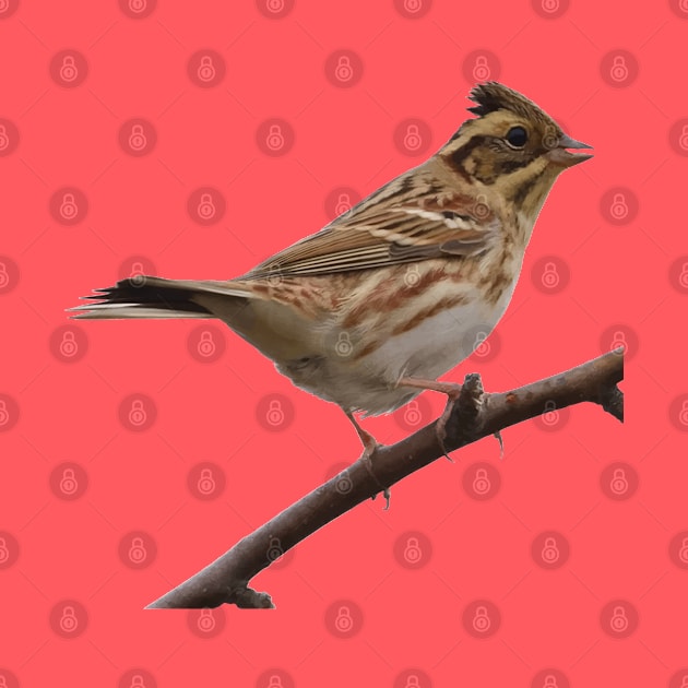 Rustic Bunting Bird Vector Isolated by taiche