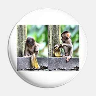 Pig-tailed Macaque Baby Playing, Borneo Pin