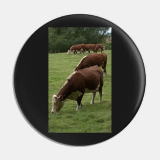 Cows Pin