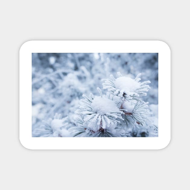 Hoarfrost on conifer tree needles Magnet by Juhku